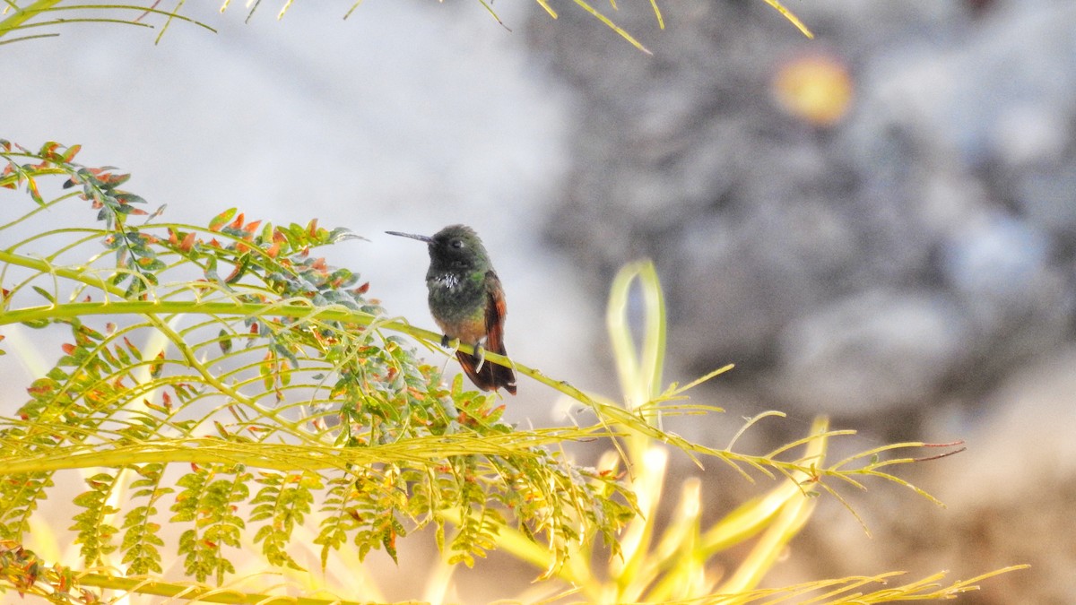 kolibřík mexický - ML235535851