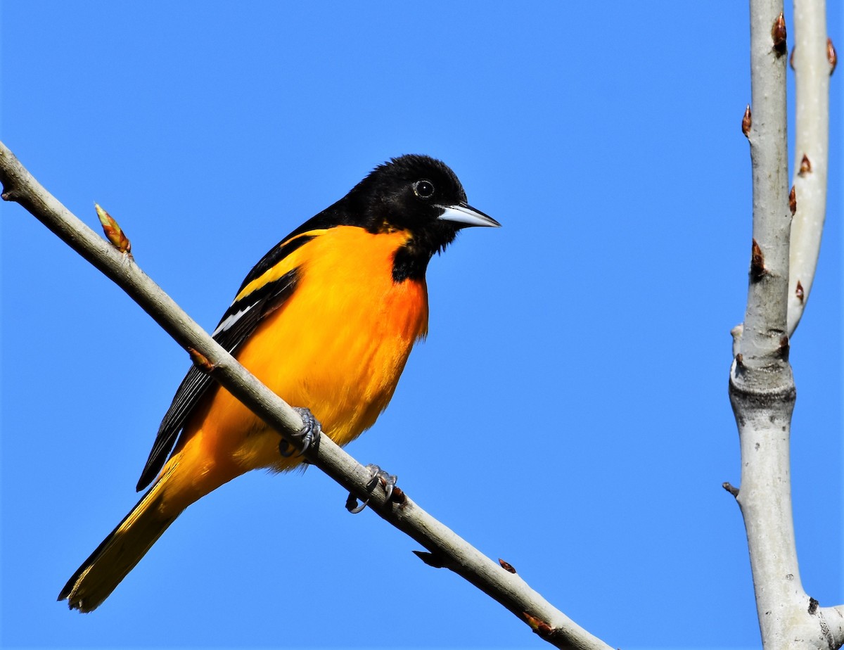 Baltimore Oriole - ML235536011