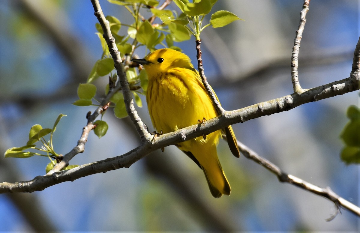 Yellow Warbler - ML235536081