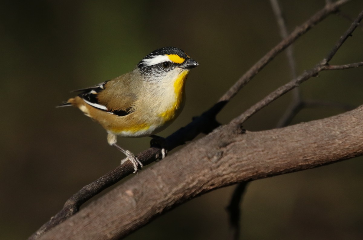 Striated Pardalote - ML235536301