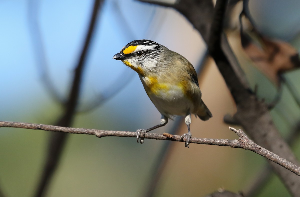 Streifenpanthervogel - ML235536321