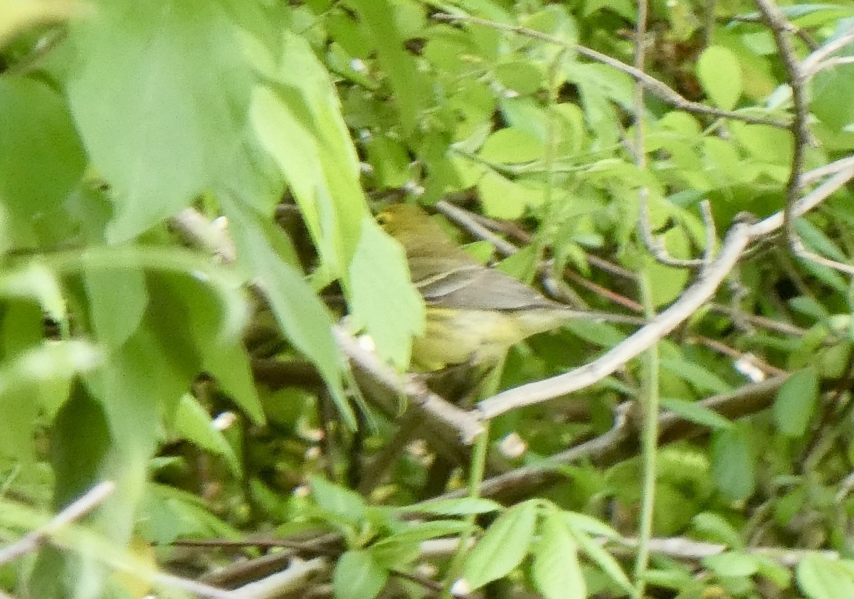 Yellow-throated Vireo - ML235536561