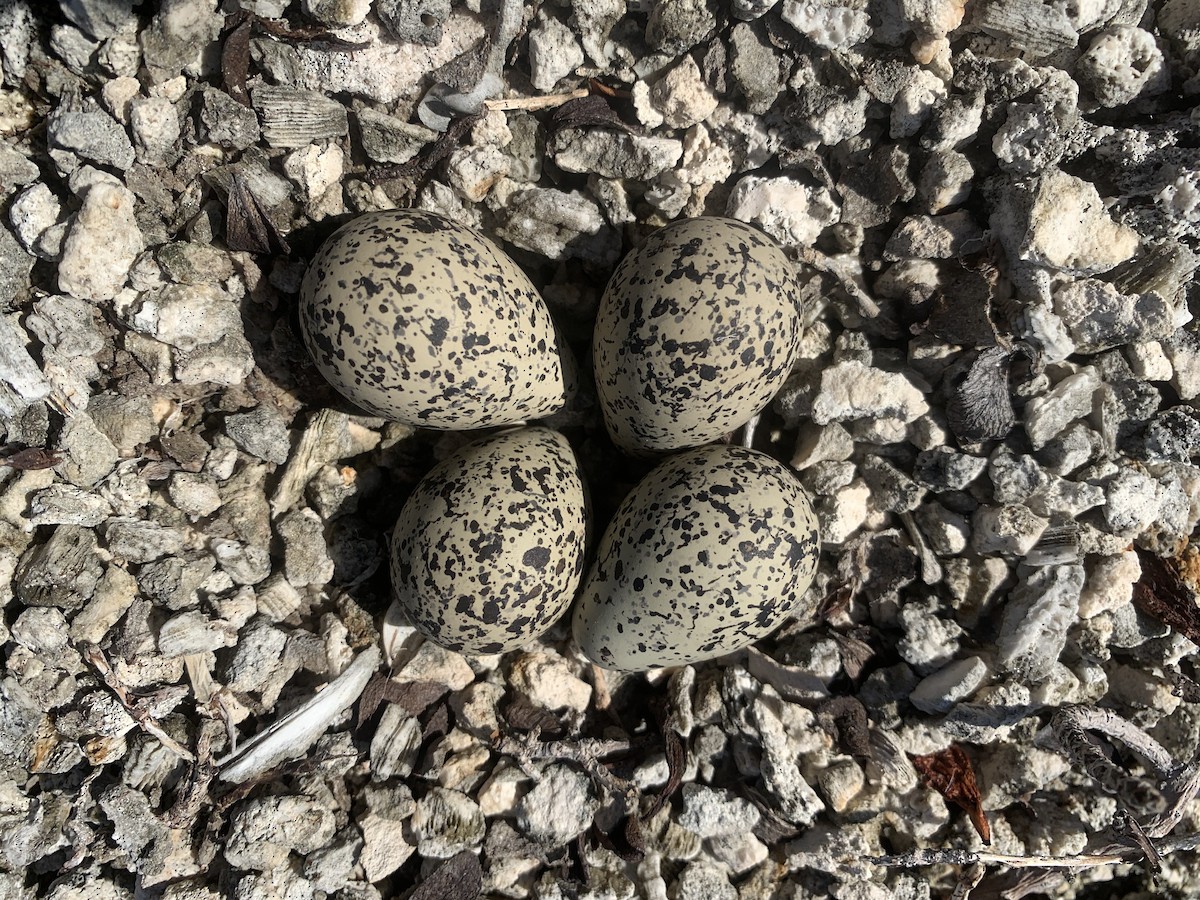 Killdeer - Bryan White