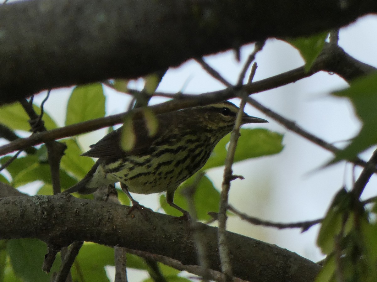 Northern Waterthrush - ML235536841