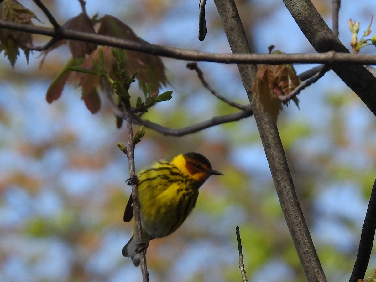 Cape May Warbler - ML235536921