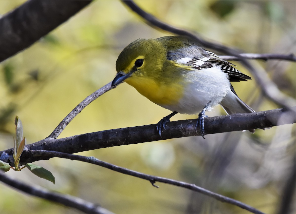 Yellow-throated Vireo - Ken Milender