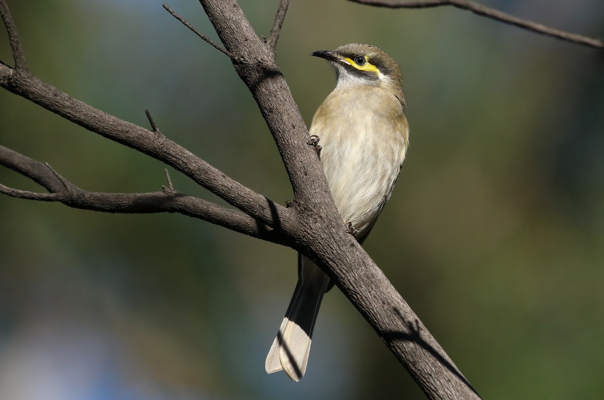 Yellow-faced Honeyeater - David Ongley