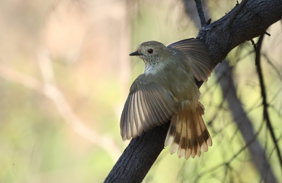 Brown Thornbill - ML235537971