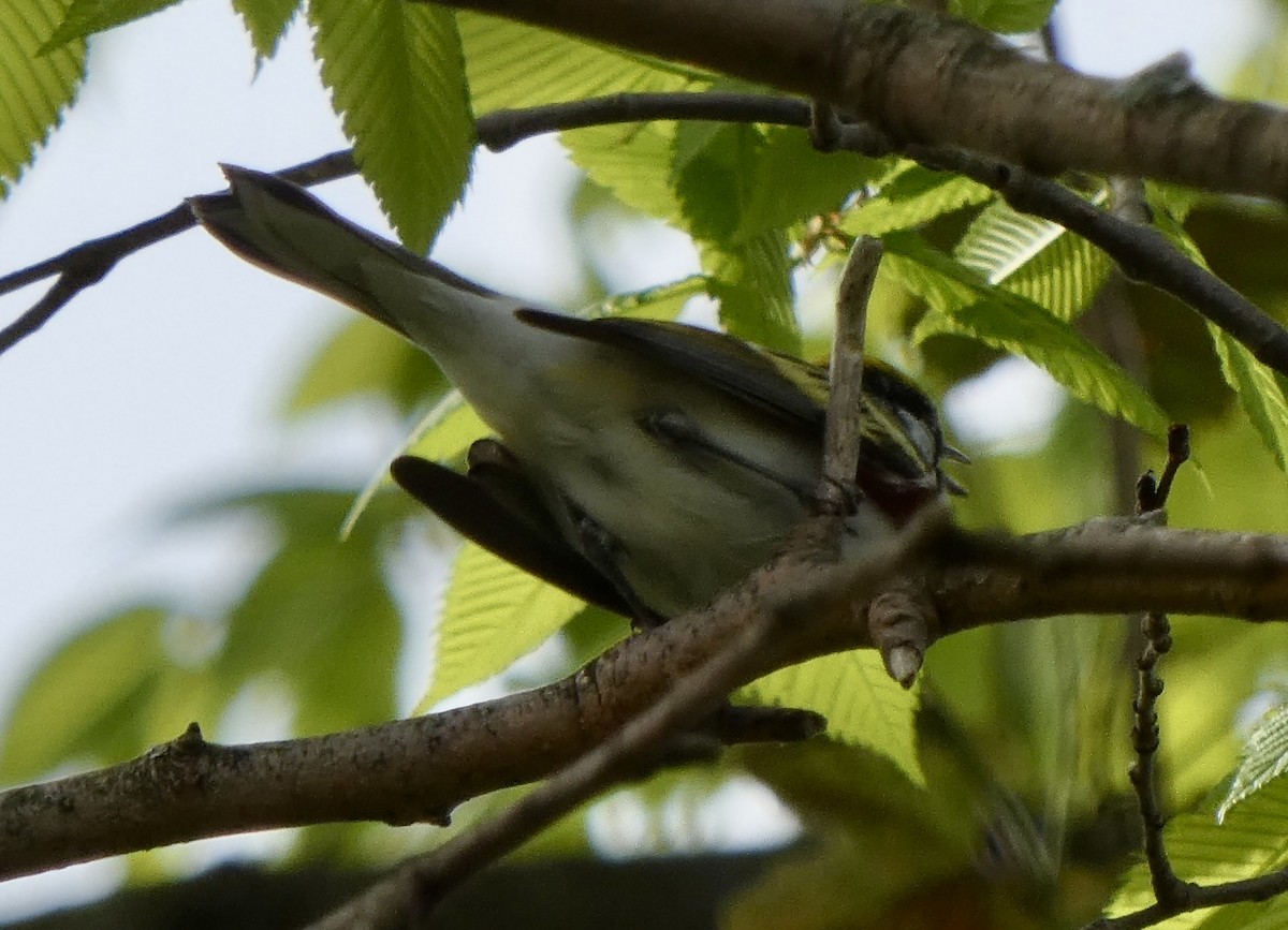 Chestnut-sided Warbler - ML235538371