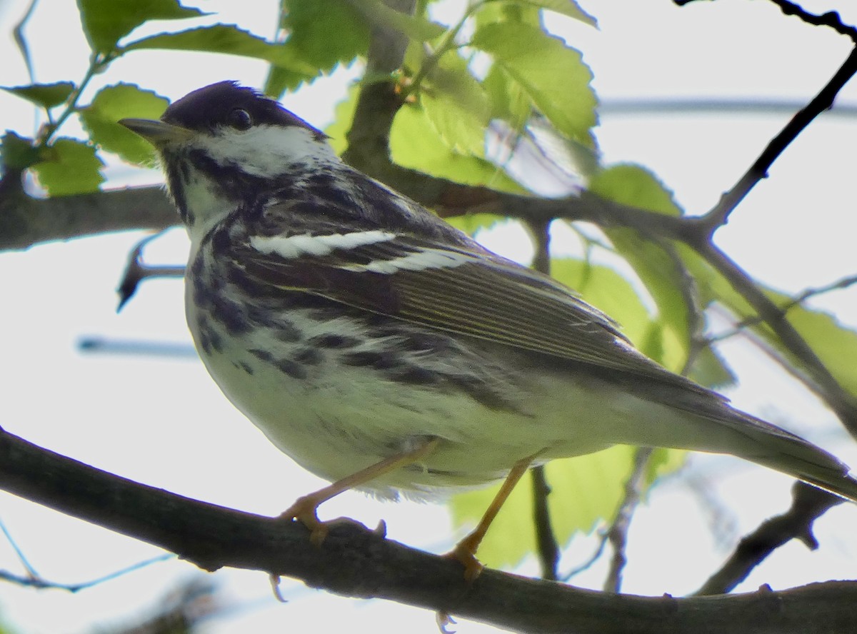 Blackpoll Warbler - ML235538661