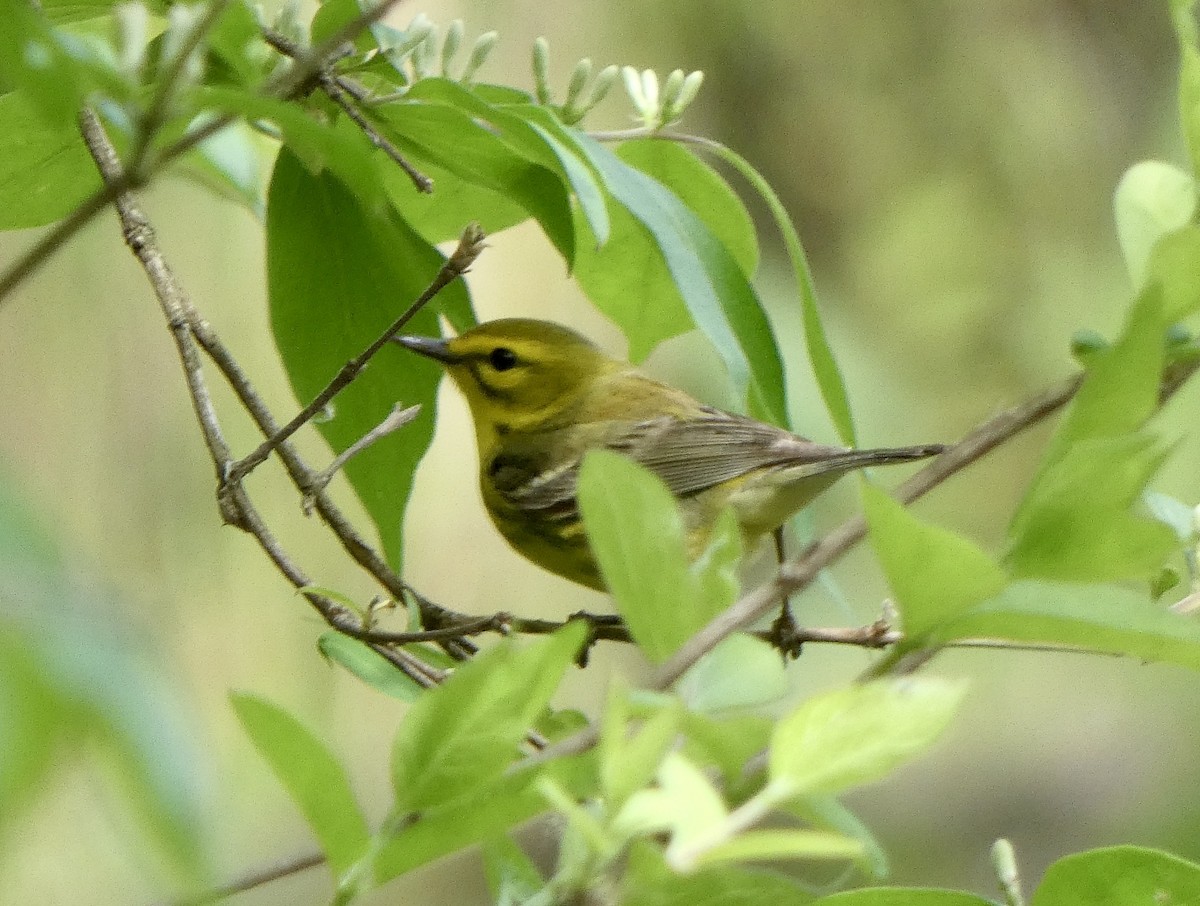 Prairie Warbler - ML235538901