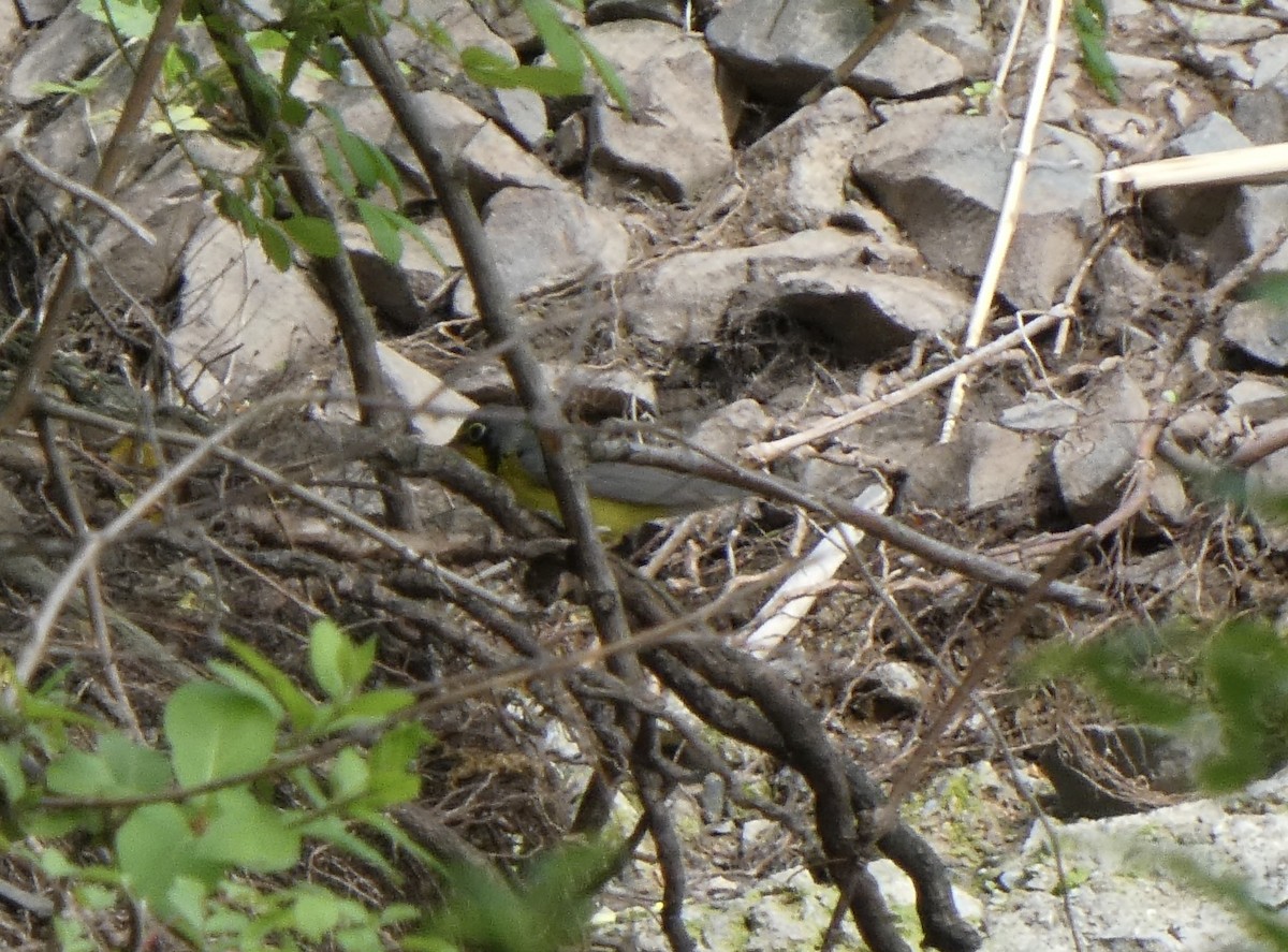 Canada Warbler - ML235539001