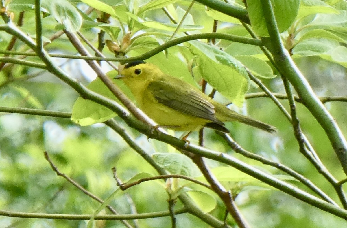 Wilson's Warbler - ML235539201