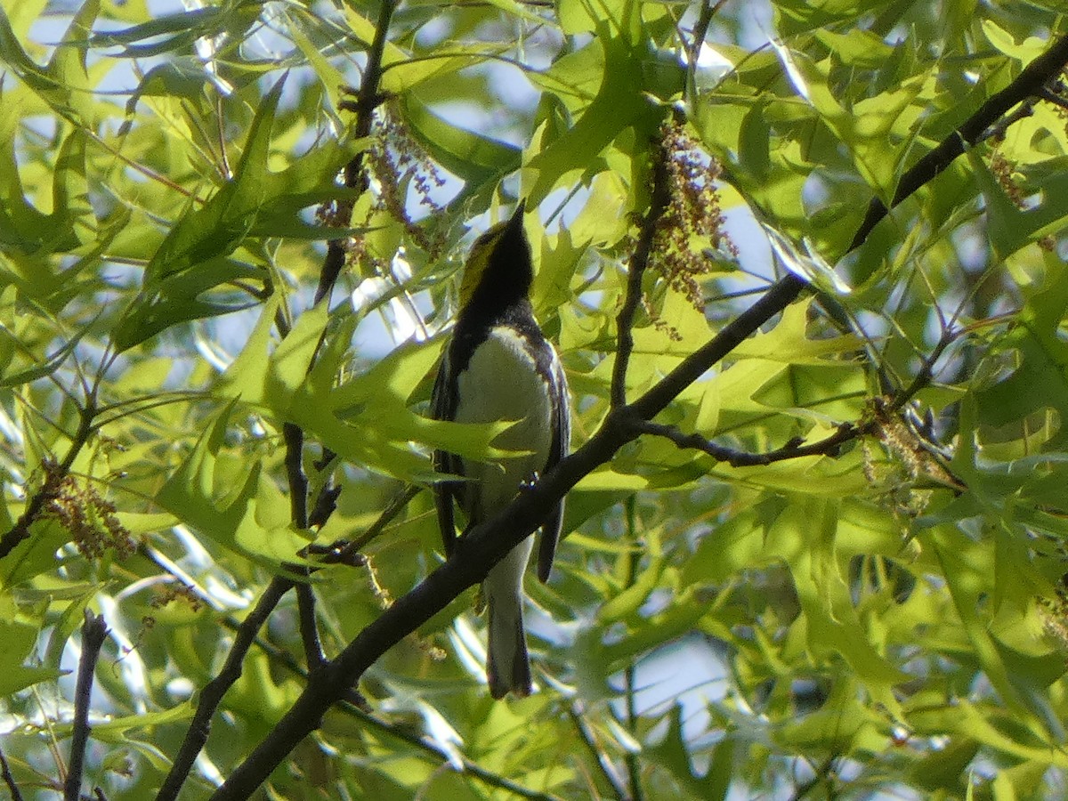 Black-throated Green Warbler - ML235539351