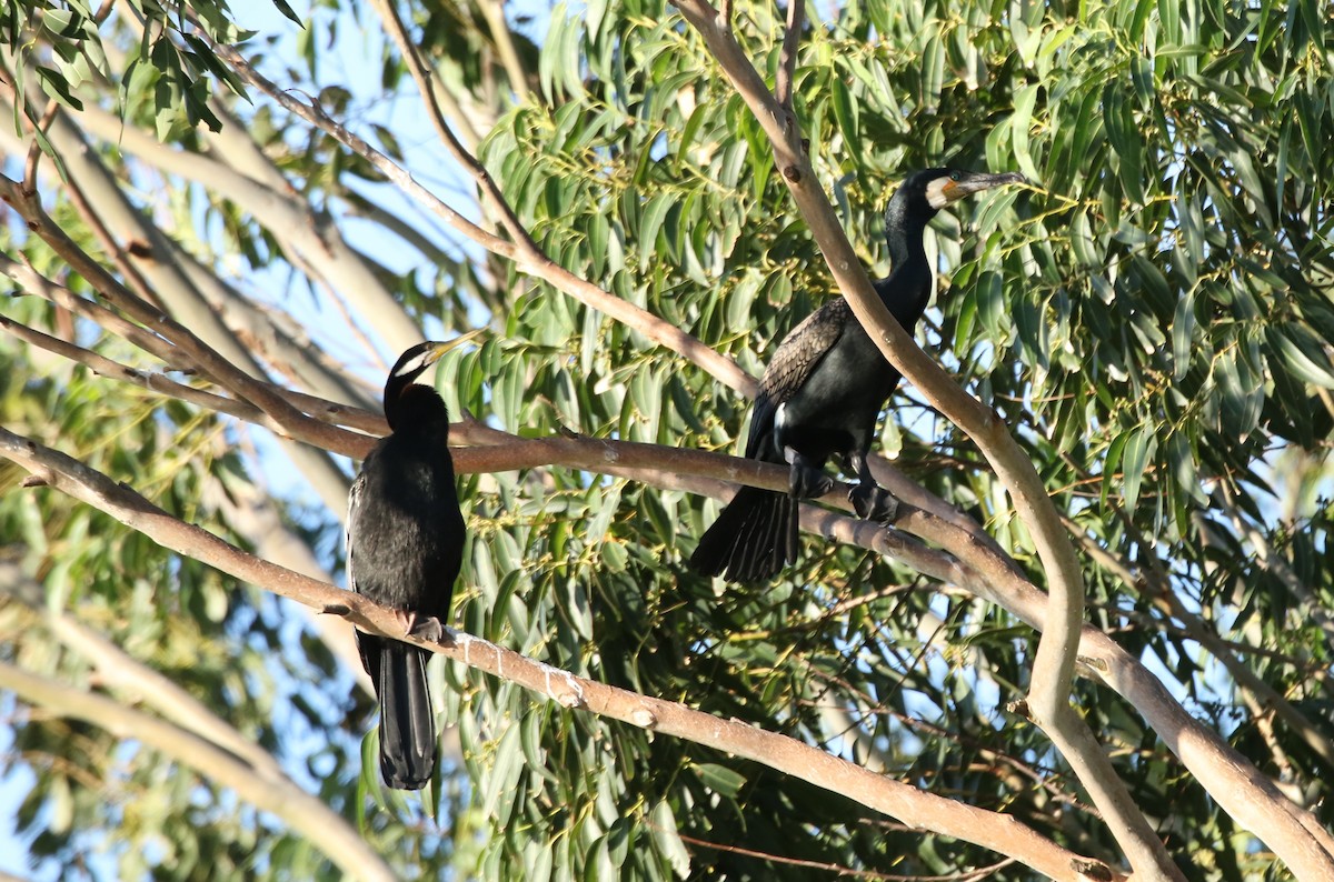 Anhinga d'Australie - ML235539831