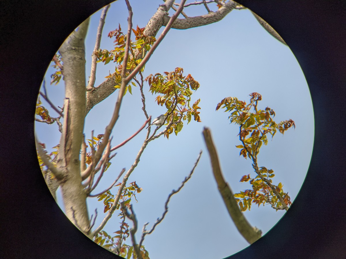 Perlita Grisilla - ML235539871