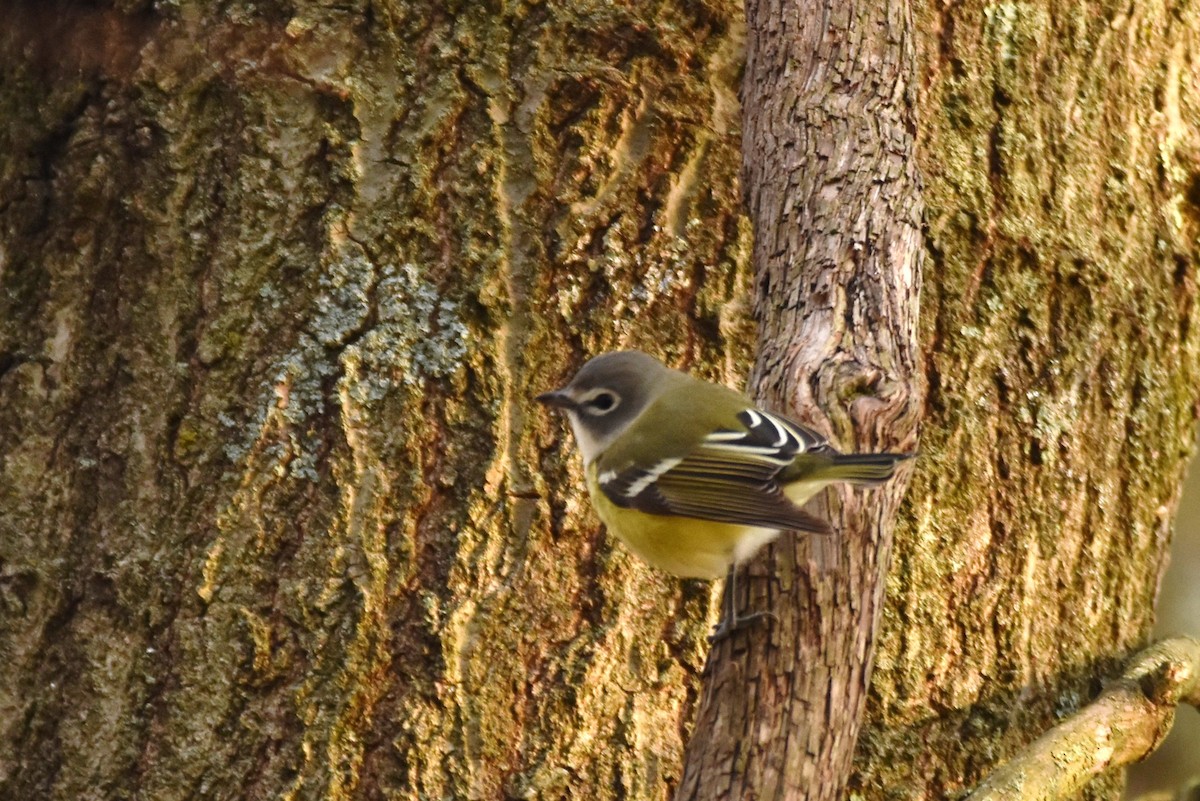 Vireo Solitario - ML235539941