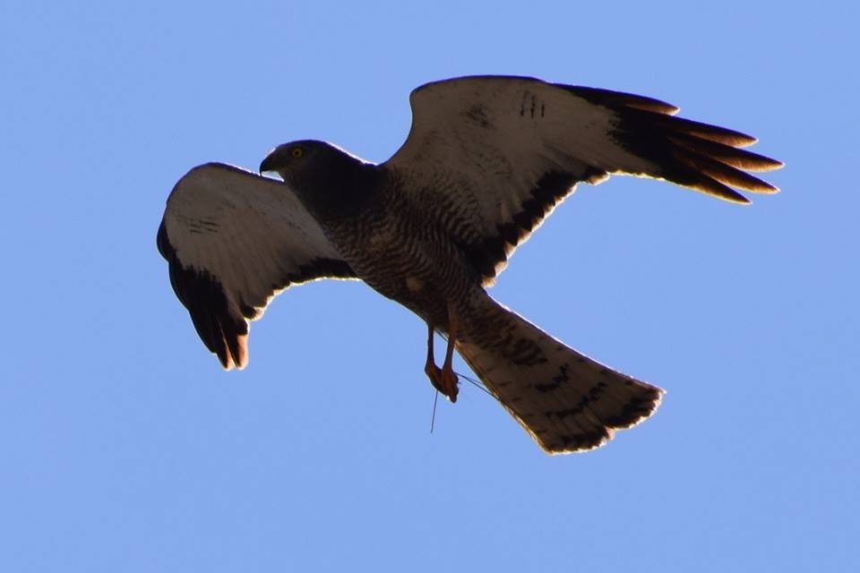 Cinereous Harrier - ML23554031