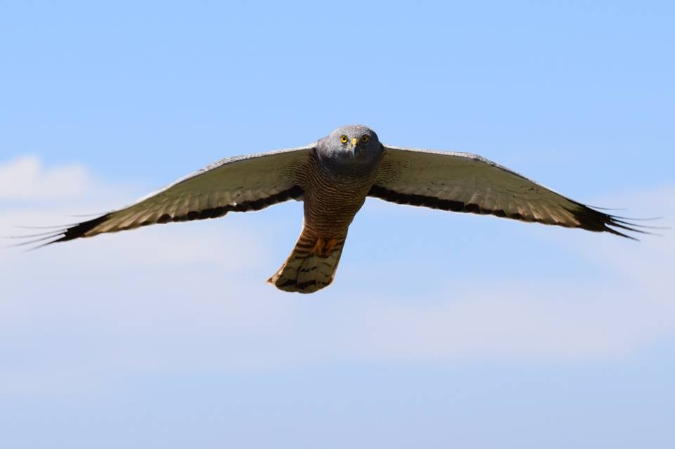 Cinereous Harrier - ML23554041