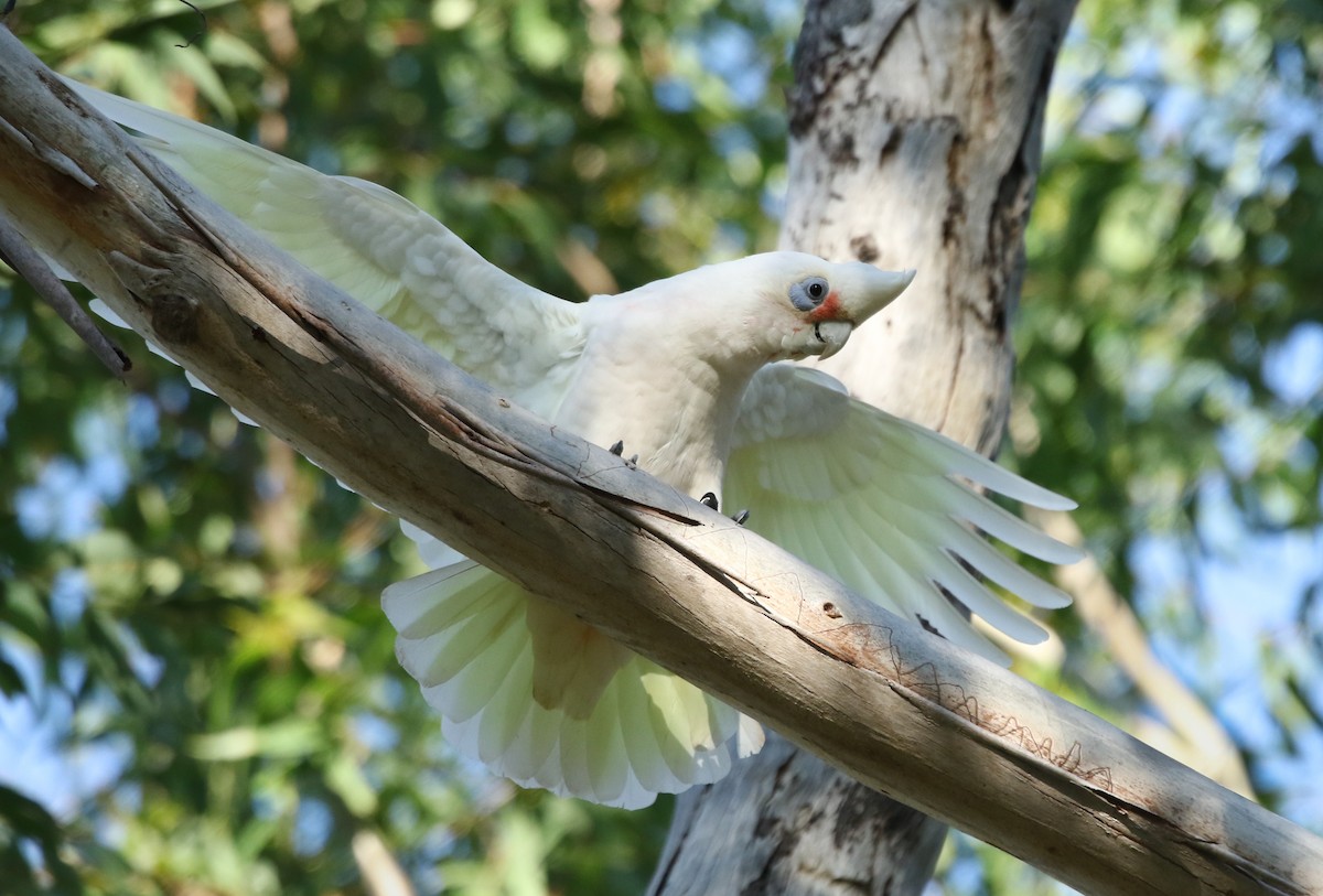 Cacatoès corella - ML235540611