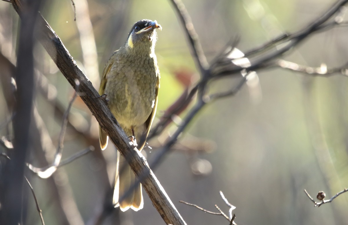 Lewin's Honeyeater - ML235541071