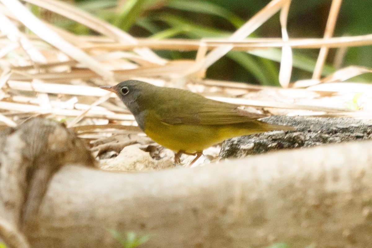 Connecticut Warbler - ML235541631