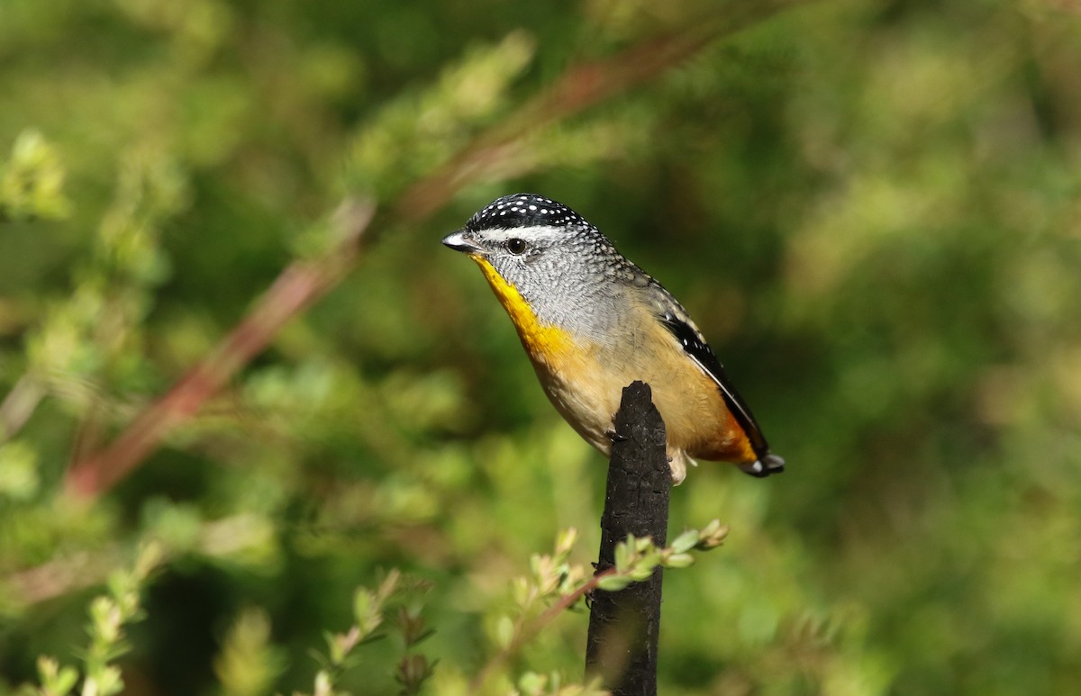 Pardalote pointillé - ML235541641