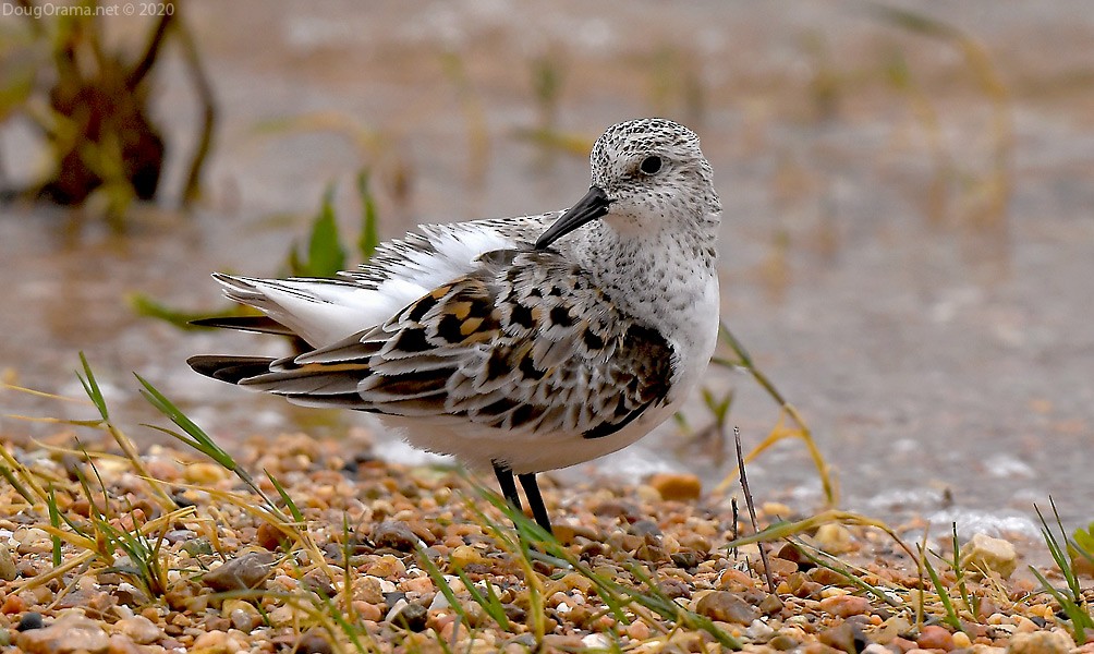 Sanderling - Doug Orama