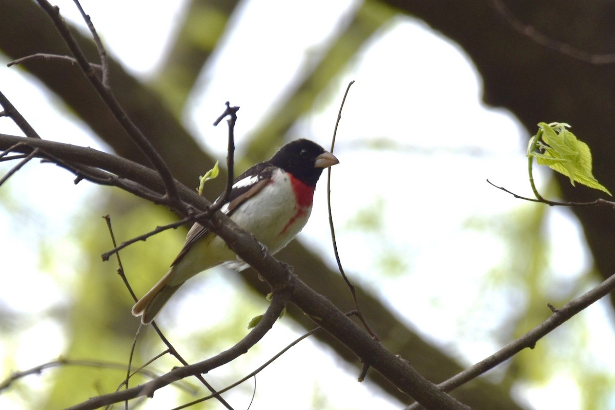 Rose-breasted Grosbeak - ML235542711