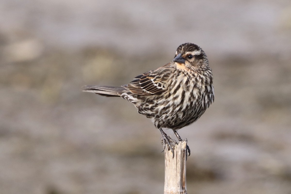 Red-winged Blackbird - Wanda Alkema