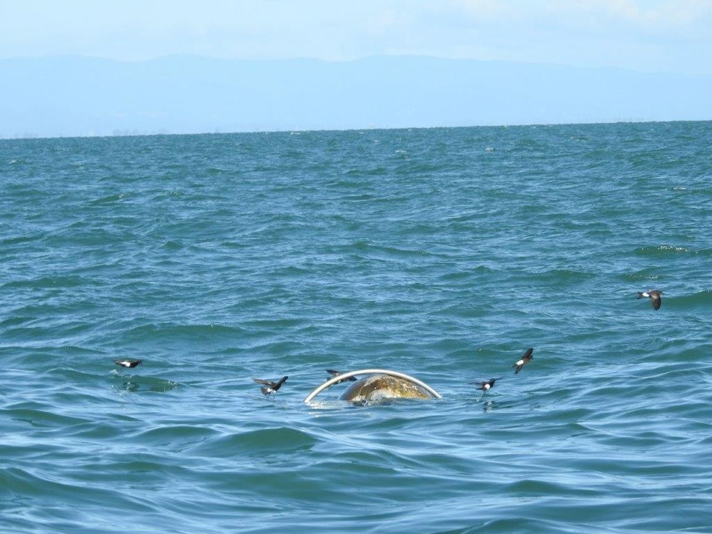 Wilson's Storm-Petrel - ML235546991