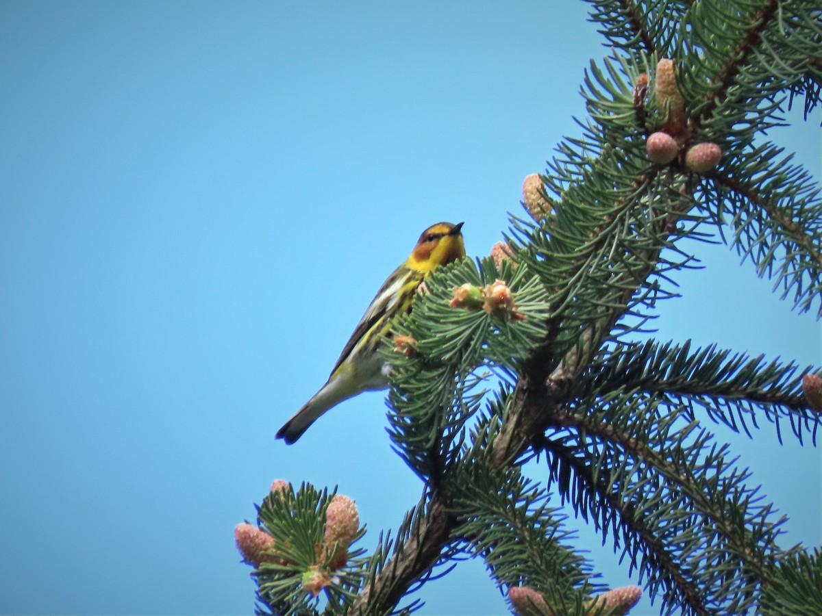 Cape May Warbler - Bill Ostiguy