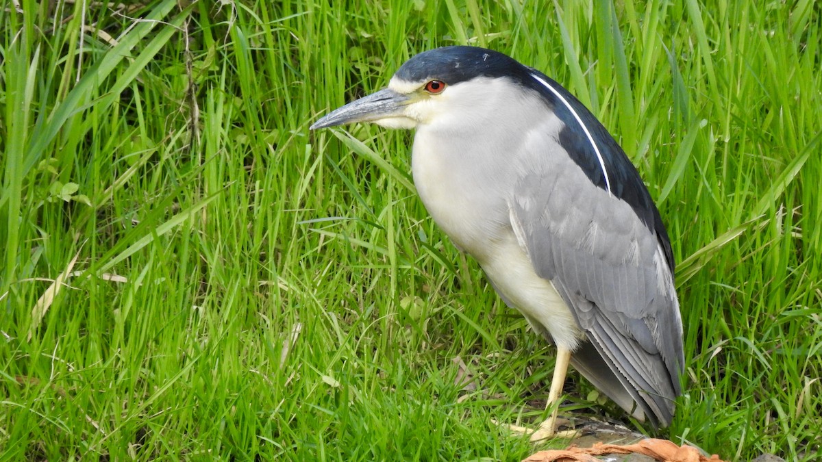 Black-crowned Night Heron - ML235548041