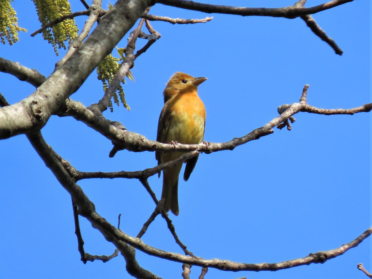 Summer Tanager - Bill Ostiguy