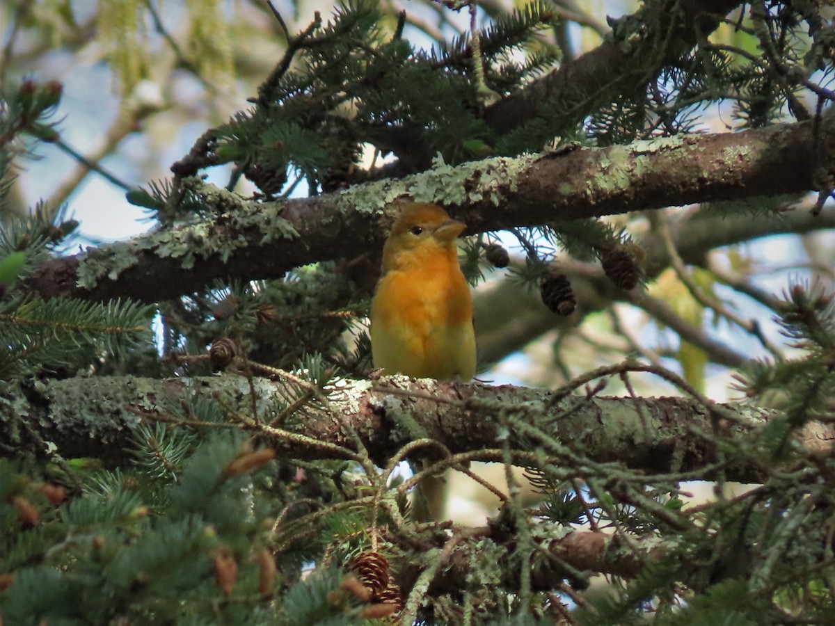 Summer Tanager - ML235548151