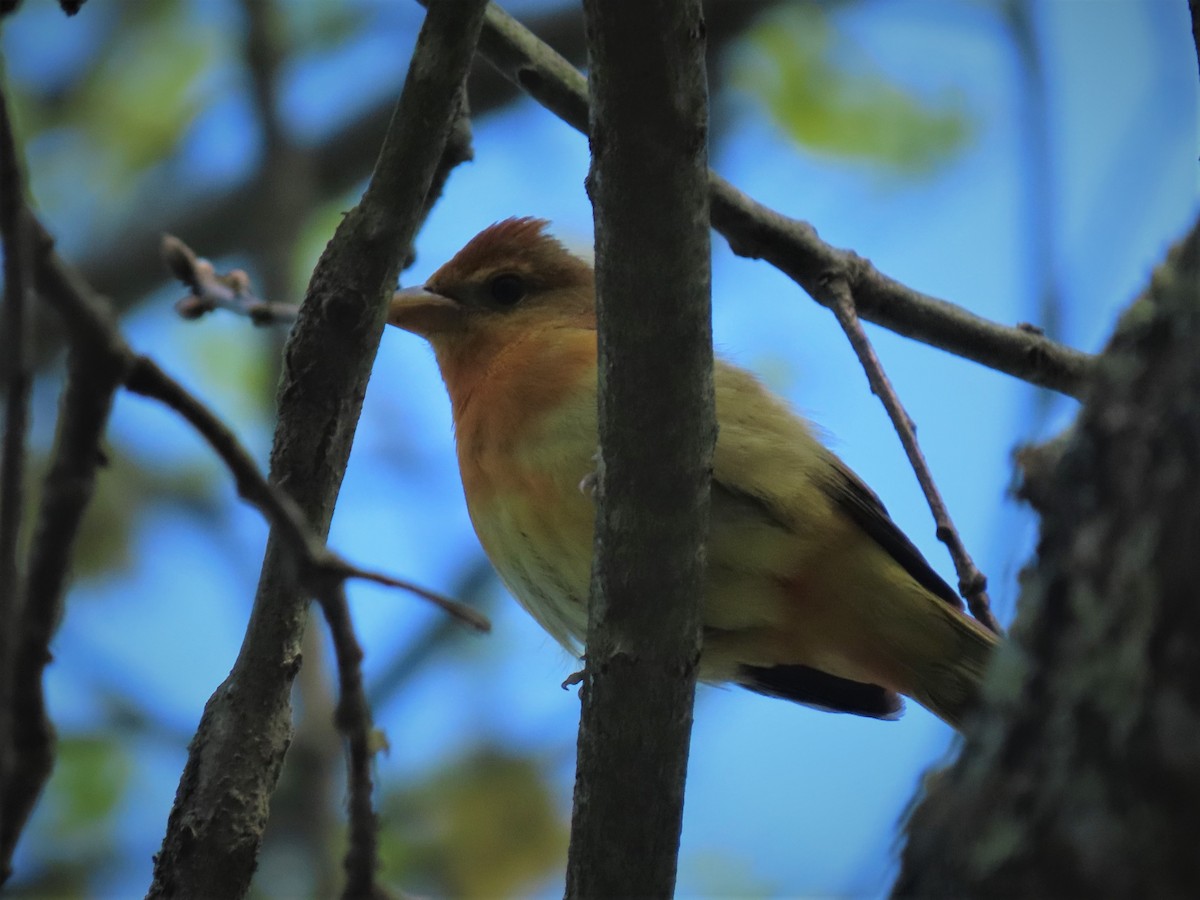 Summer Tanager - ML235548191