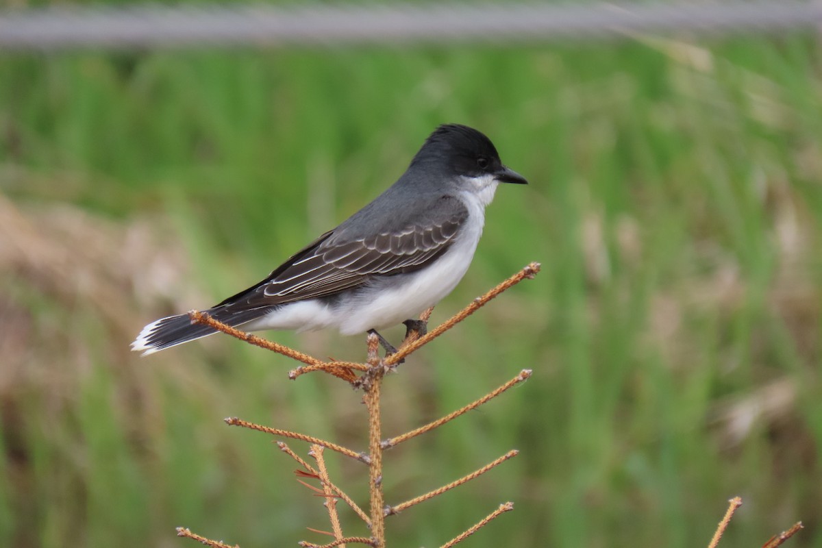 Eastern Kingbird - ML235548891