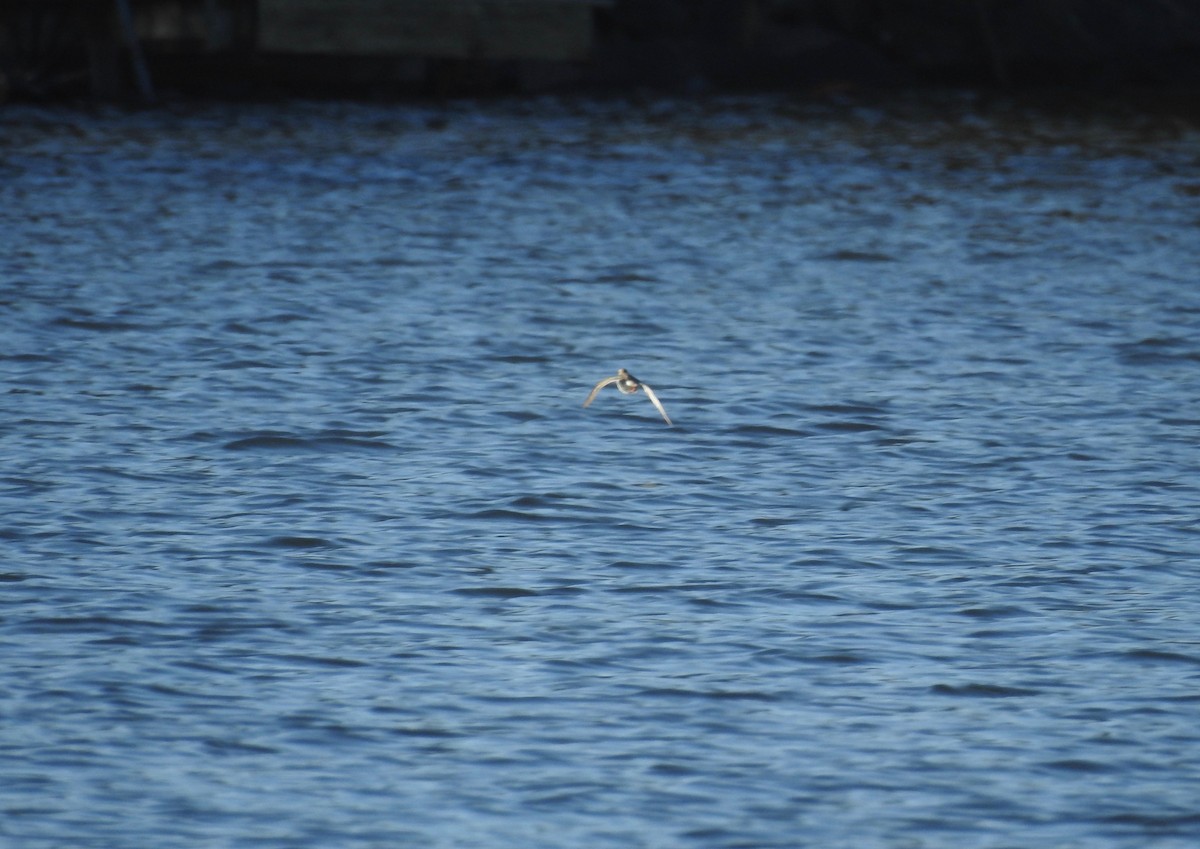 Spotted Sandpiper - John McKay