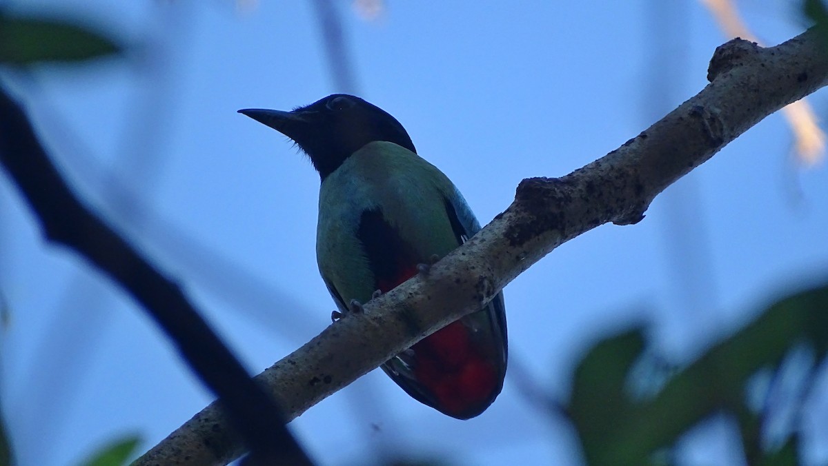 Western Hooded Pitta - ML235557401