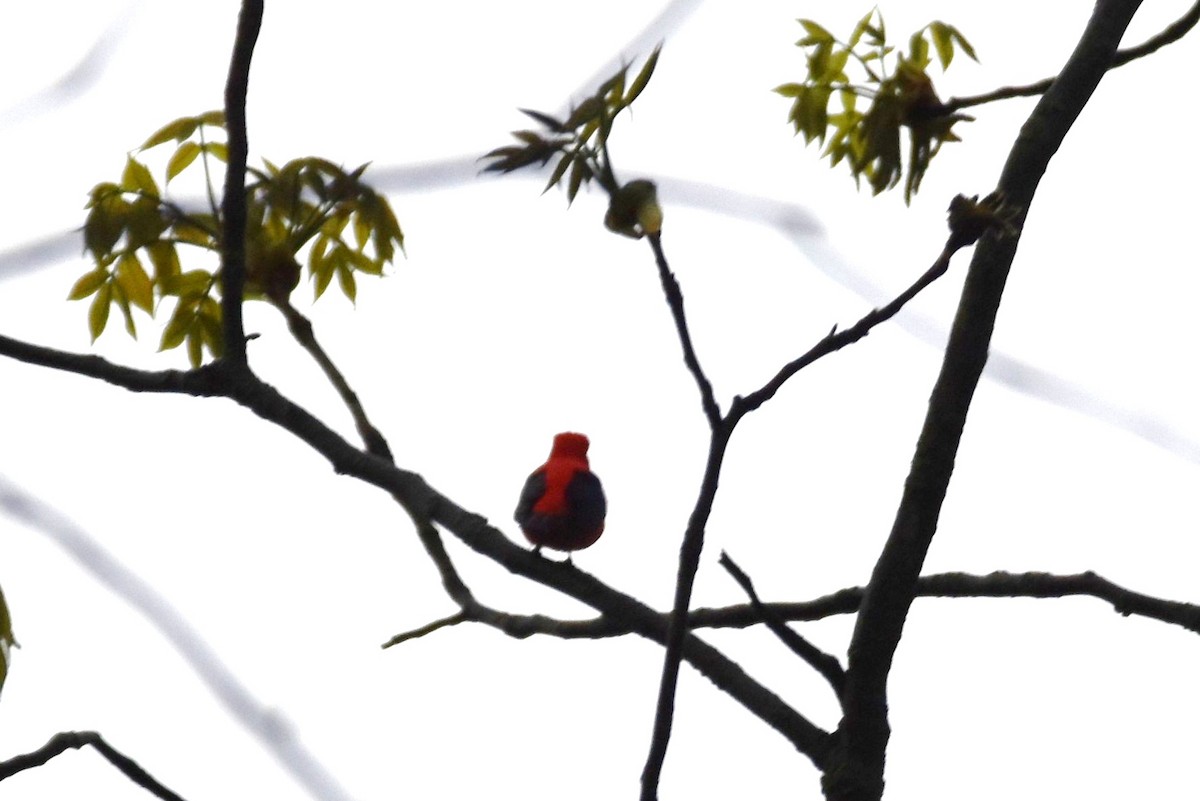 Scarlet Tanager - irina shulgina