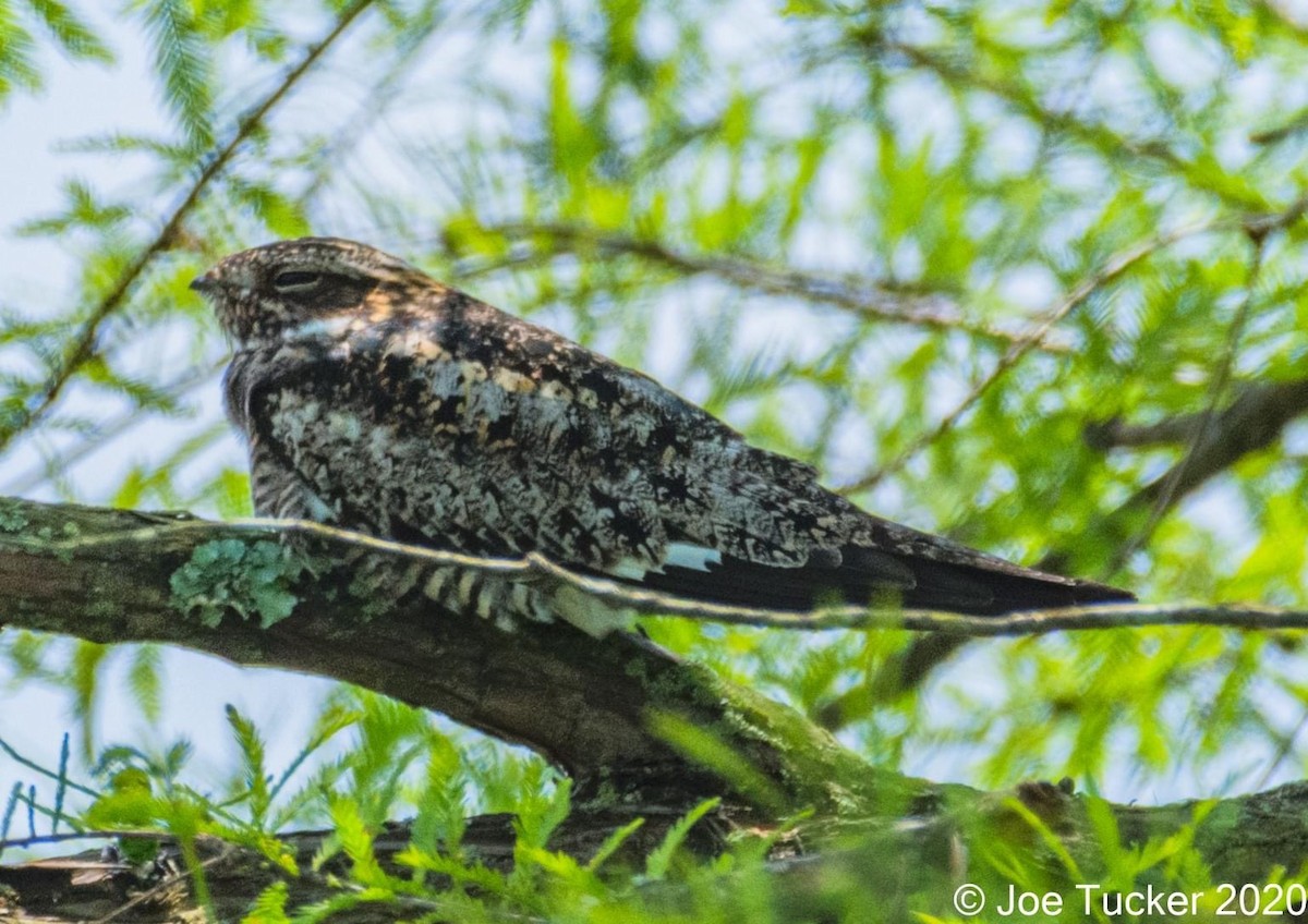 Common Nighthawk - ML235561051