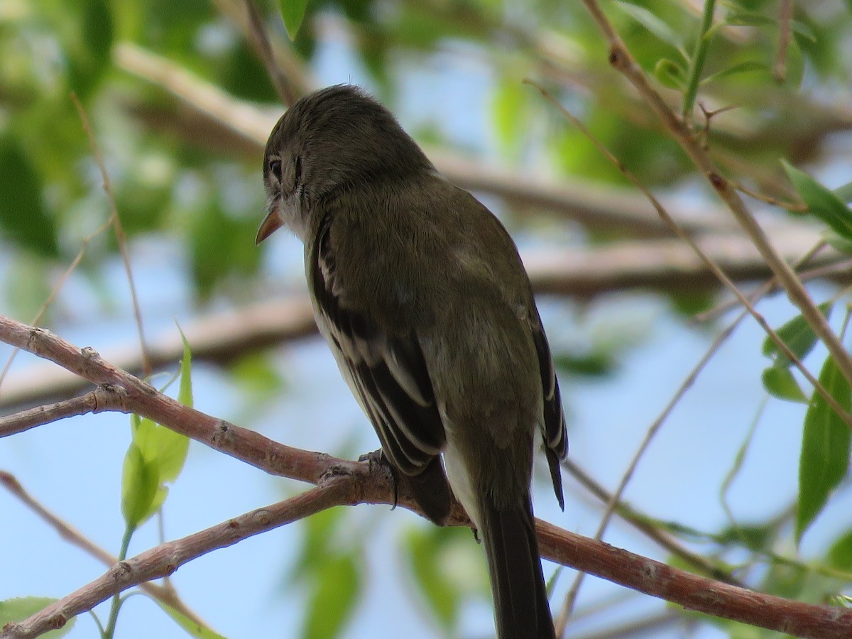 Alder/Willow Flycatcher (Traill's Flycatcher) - ML235561581