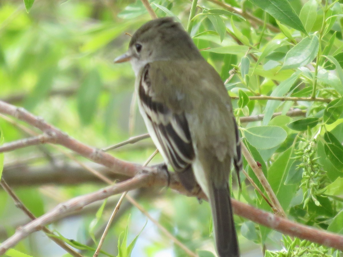 Alder/Willow Flycatcher (Traill's Flycatcher) - ML235561621