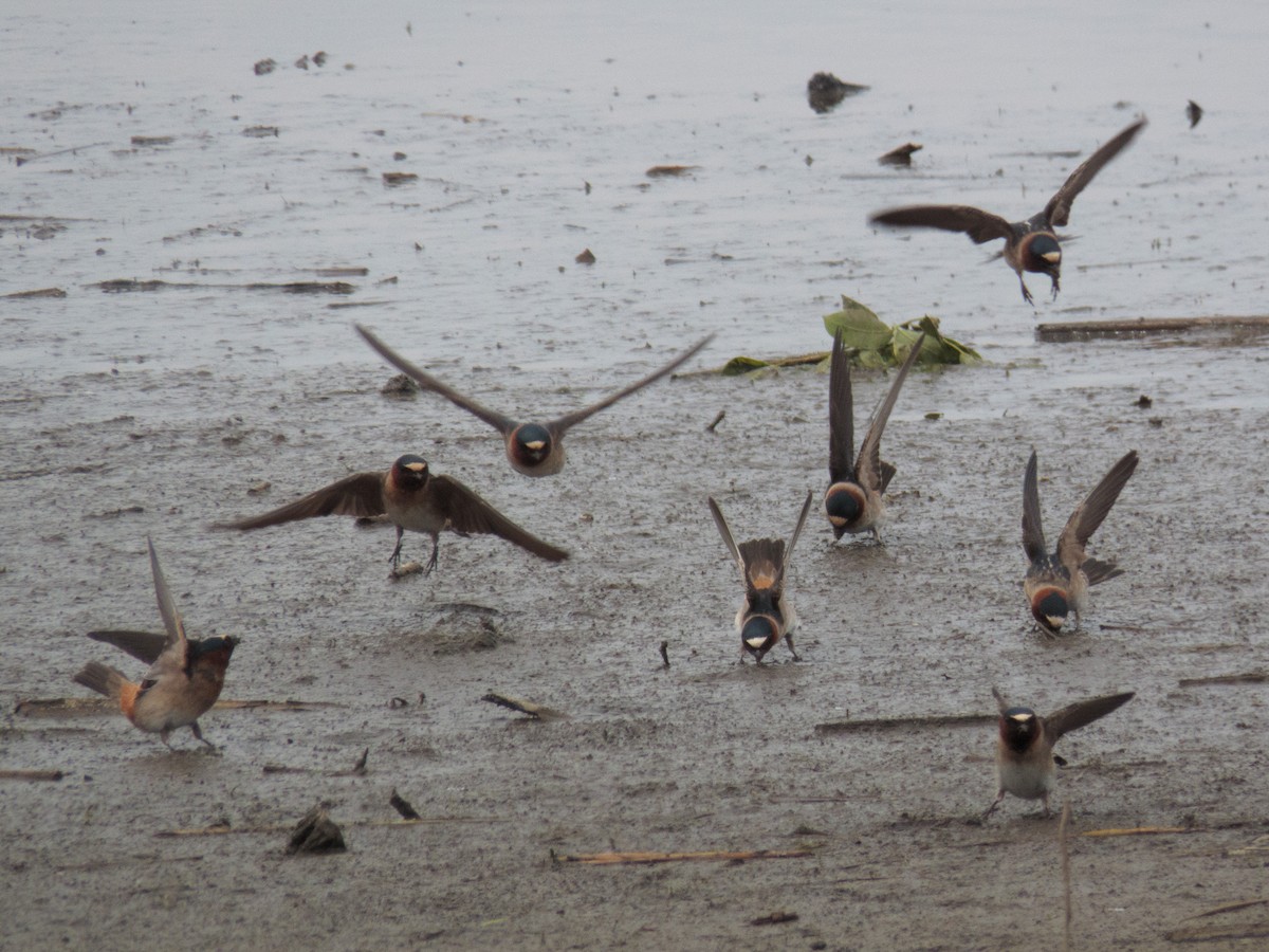 Cliff Swallow - ML235561641