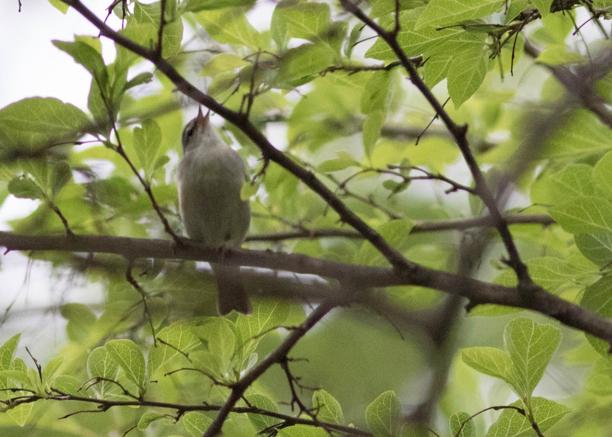 Tennessee Warbler - ML235563981