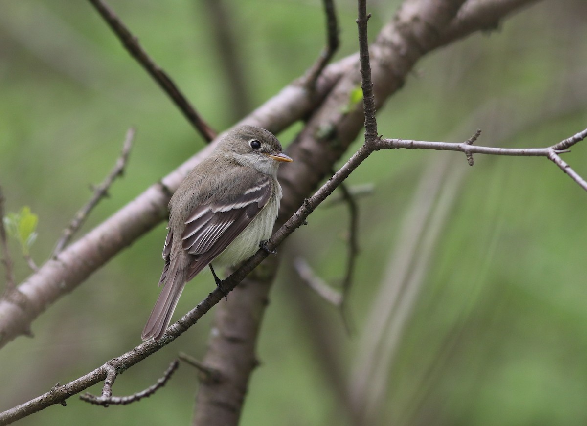 Least Flycatcher - ML235564181