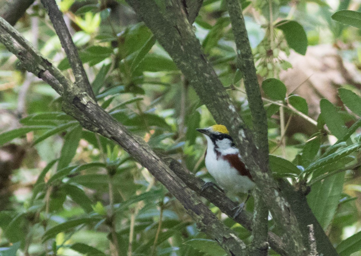 Chestnut-sided Warbler - ML235564801