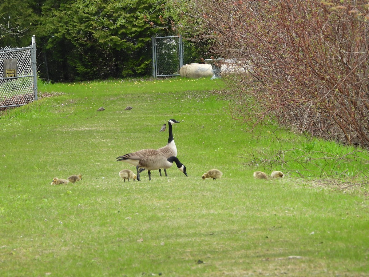 Canada Goose - ML235565301