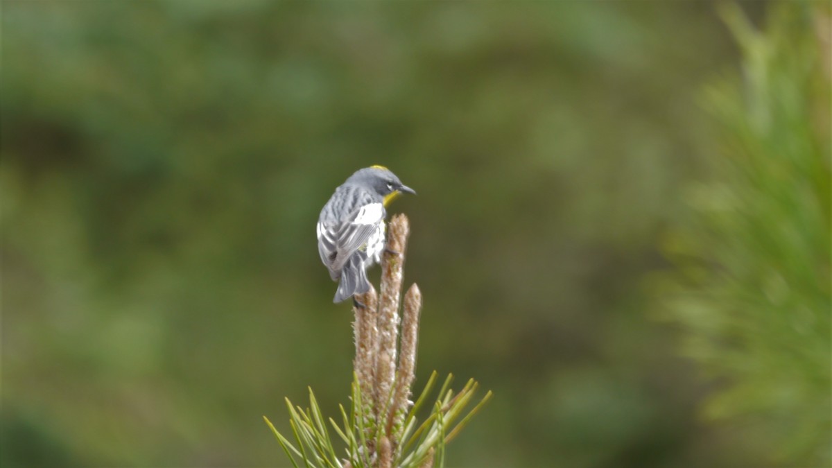 Yellow-rumped Warbler - ML235565991