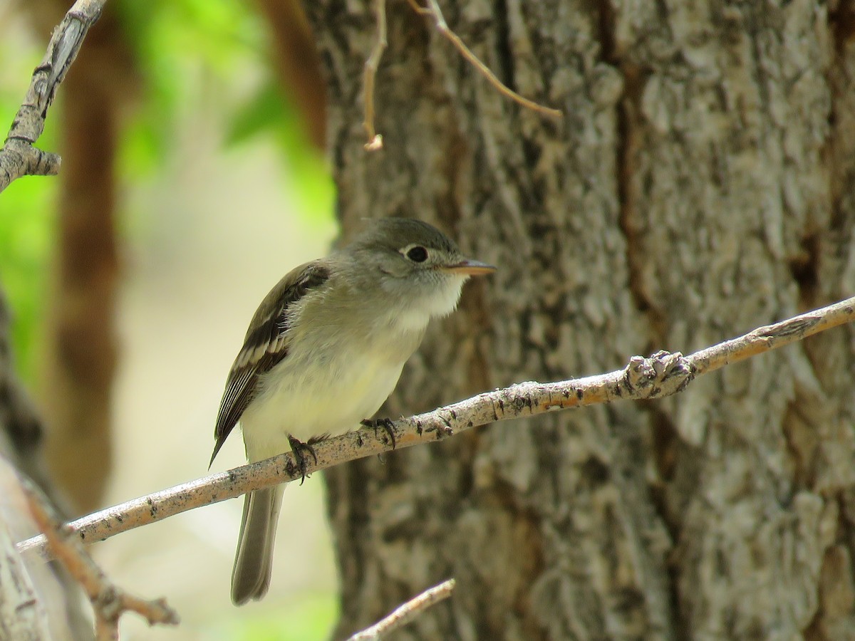 Alder/Willow Flycatcher (Traill's Flycatcher) - ML235566291